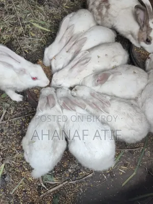 Rabbit for Sell