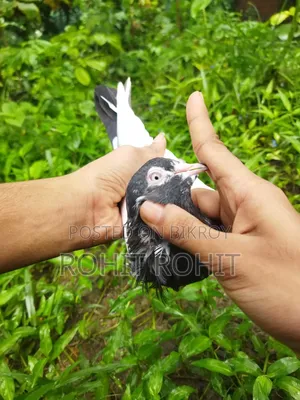পাকিস্তানি রামপুরি
