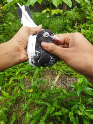 পাকিস্তানি রামপুরি