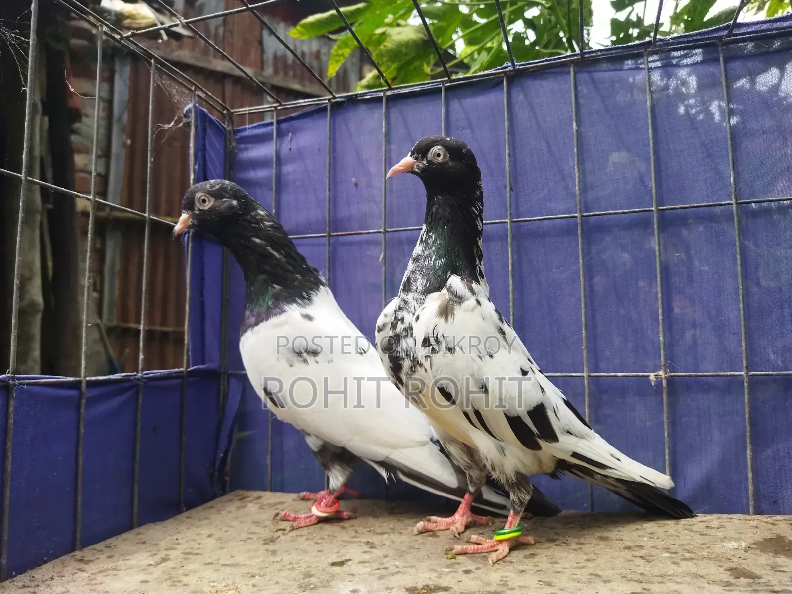 পাকিস্তানি রামপুরি