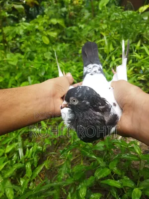 পাকিস্তানি রামপুরি