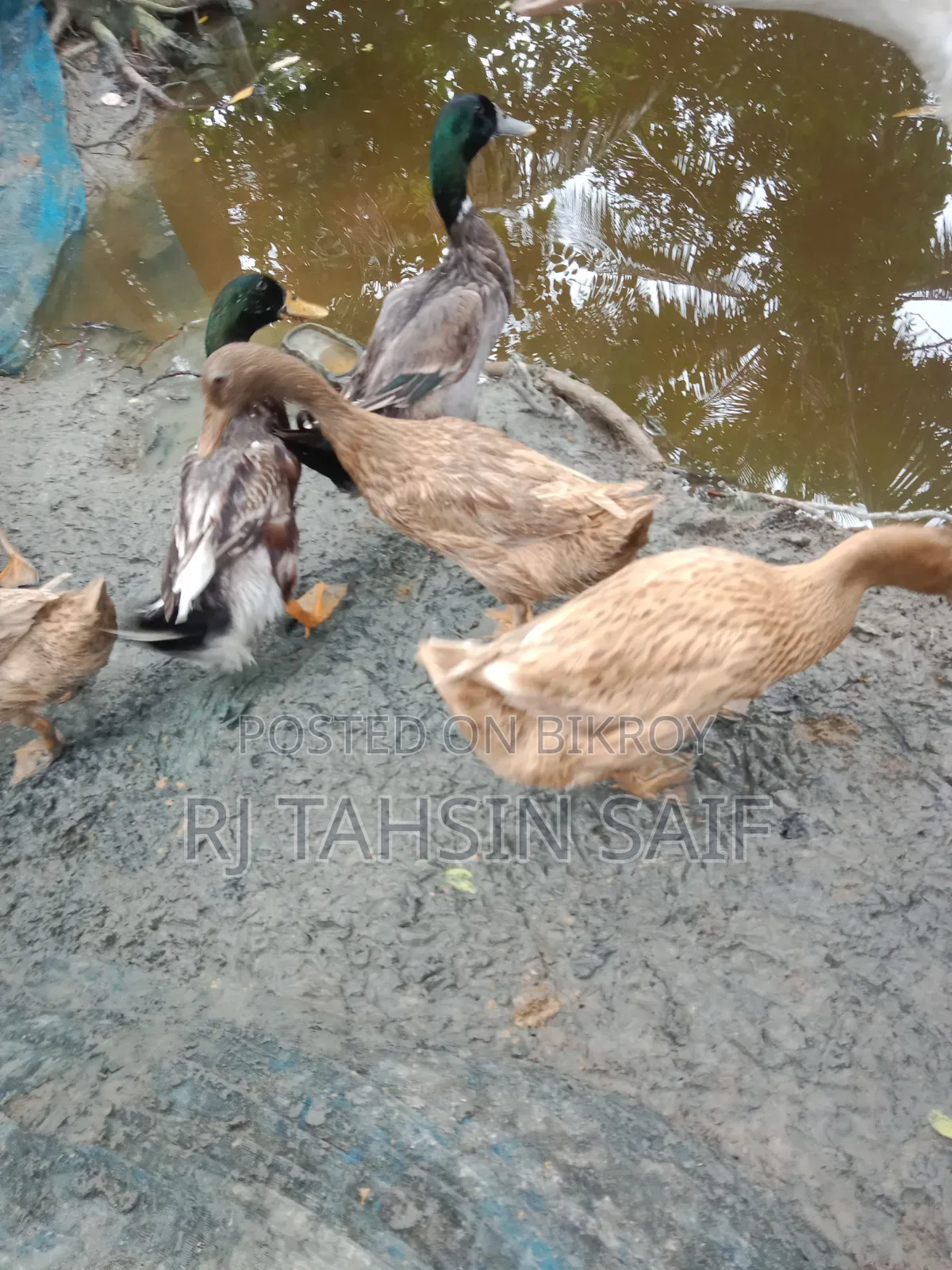 ডিমপাড়া খাকি কাম্বেল হাঁস