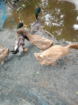 ডিমপাড়া খাকি কাম্বেল হাঁস