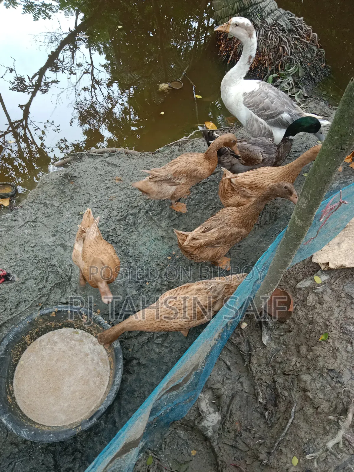 ডিমপাড়া খাকি কাম্বেল হাঁস