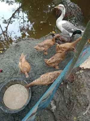 ডিমপাড়া খাকি কাম্বেল হাঁস