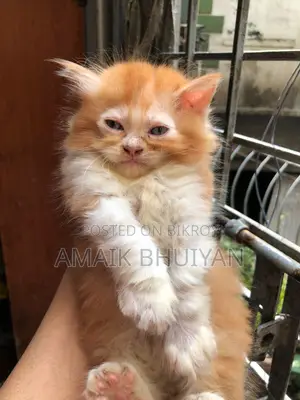 1-3 months Male Purebred Persian