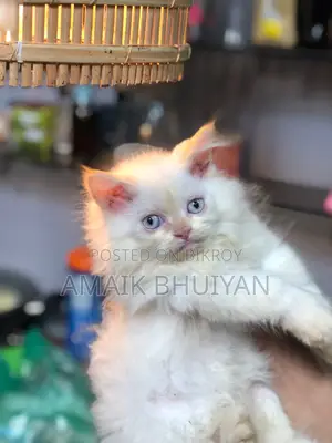 1-3 months Male Purebred Persian