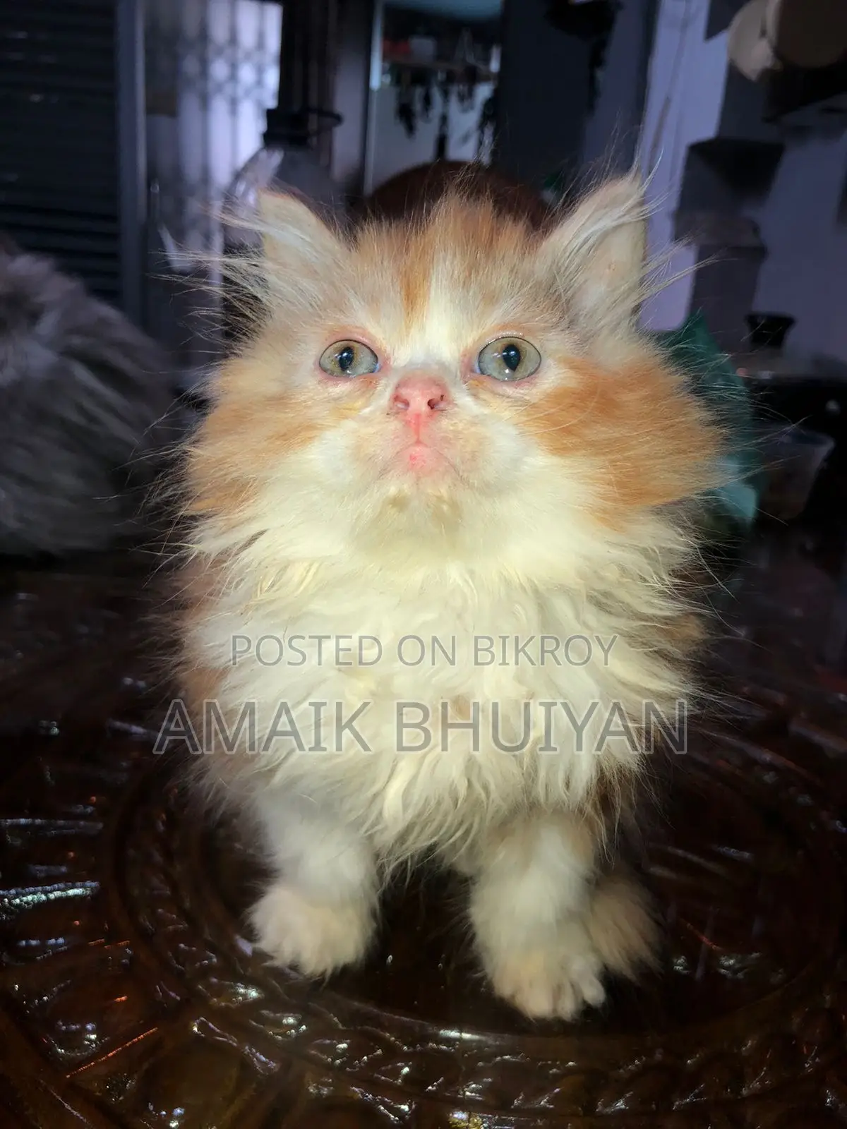 1-3 months Male Purebred Persian