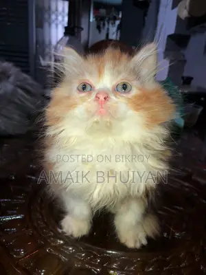 1-3 months Male Purebred Persian