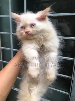 1-3 months Male Purebred Persian