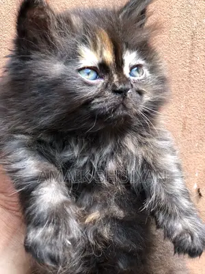 1-3 months Male Purebred Persian