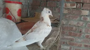 গিরিবাজ মাদি কবুতর