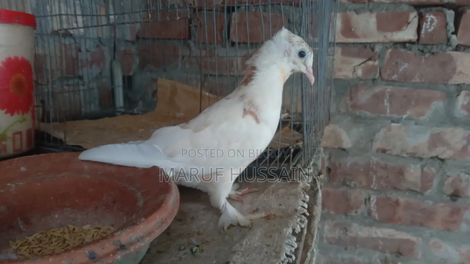 গিরিবাজ মাদি কবুতর