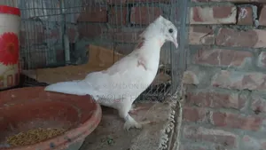 গিরিবাজ মাদি কবুতর