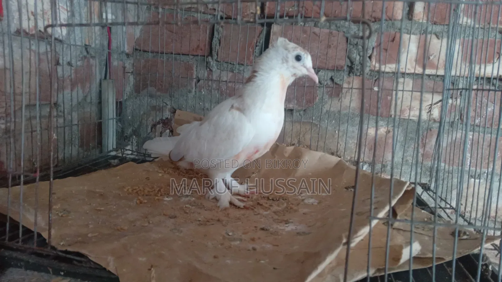 গিরিবাজ মাদি কবুতর