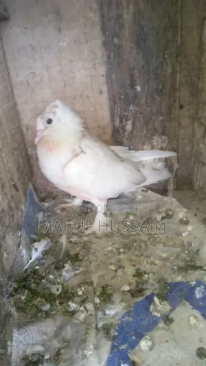 গিরিবাজ মাদি কবুতর