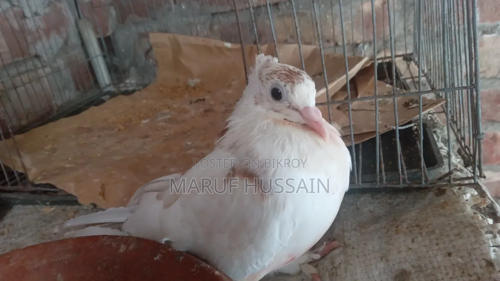 গিরিবাজ মাদি কবুতর