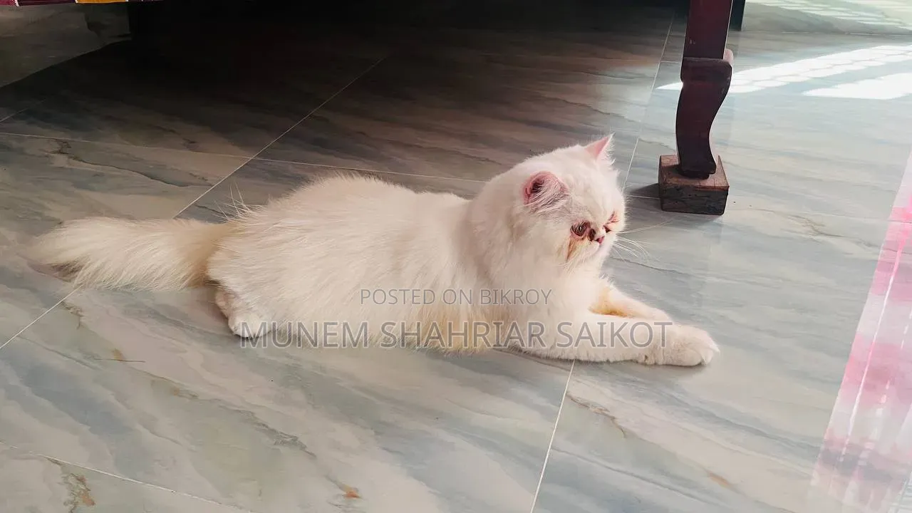 1+ year Female Purebred Persian