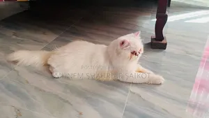 1+ year Female Purebred Persian