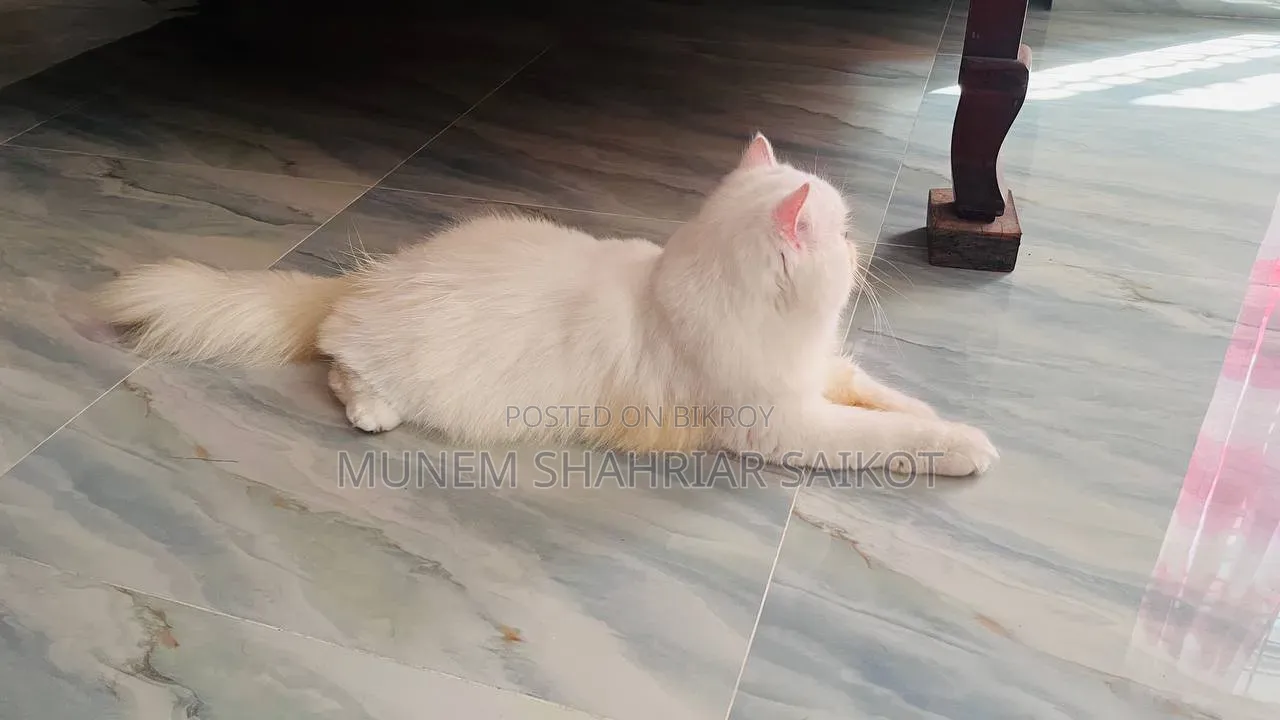 1+ year Female Purebred Persian