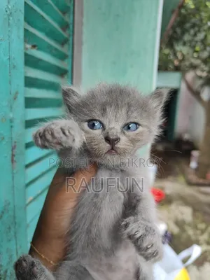 1-3 months Female Purebred Persian