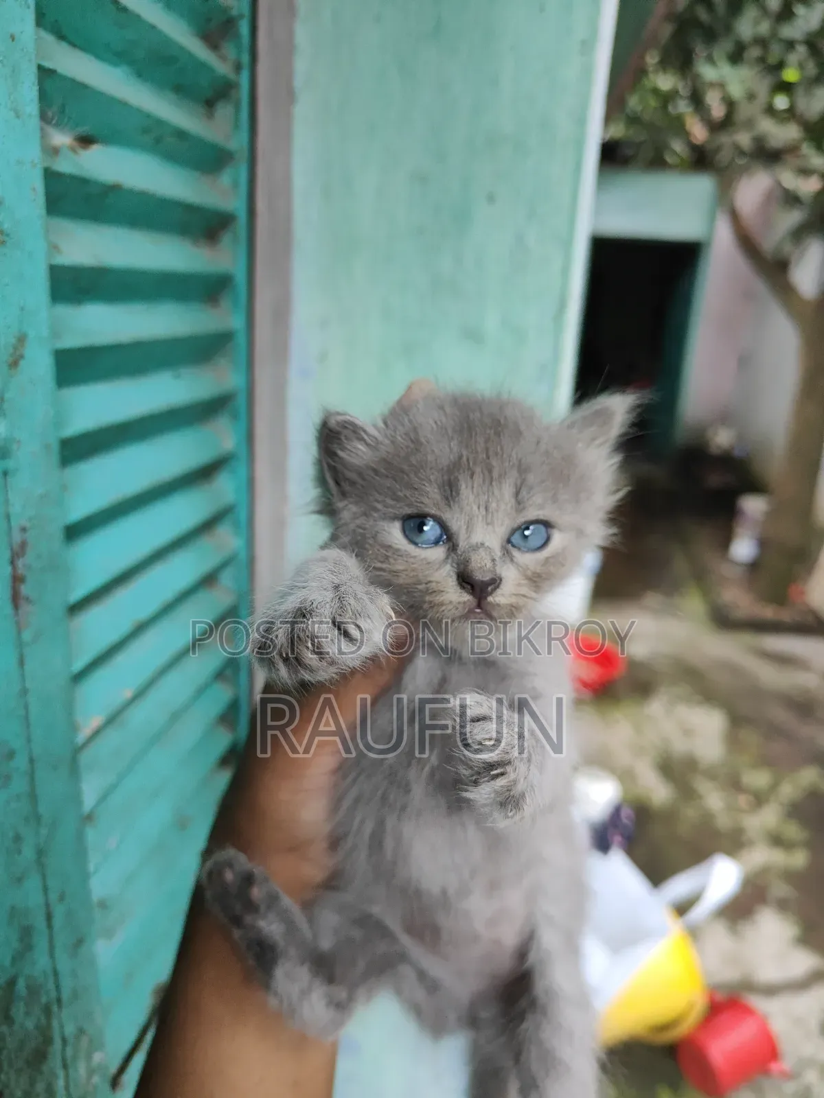 1-3 months Female Purebred Persian