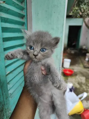 1-3 months Female Purebred Persian