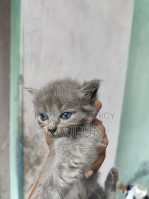 1-3 months Female Purebred Persian