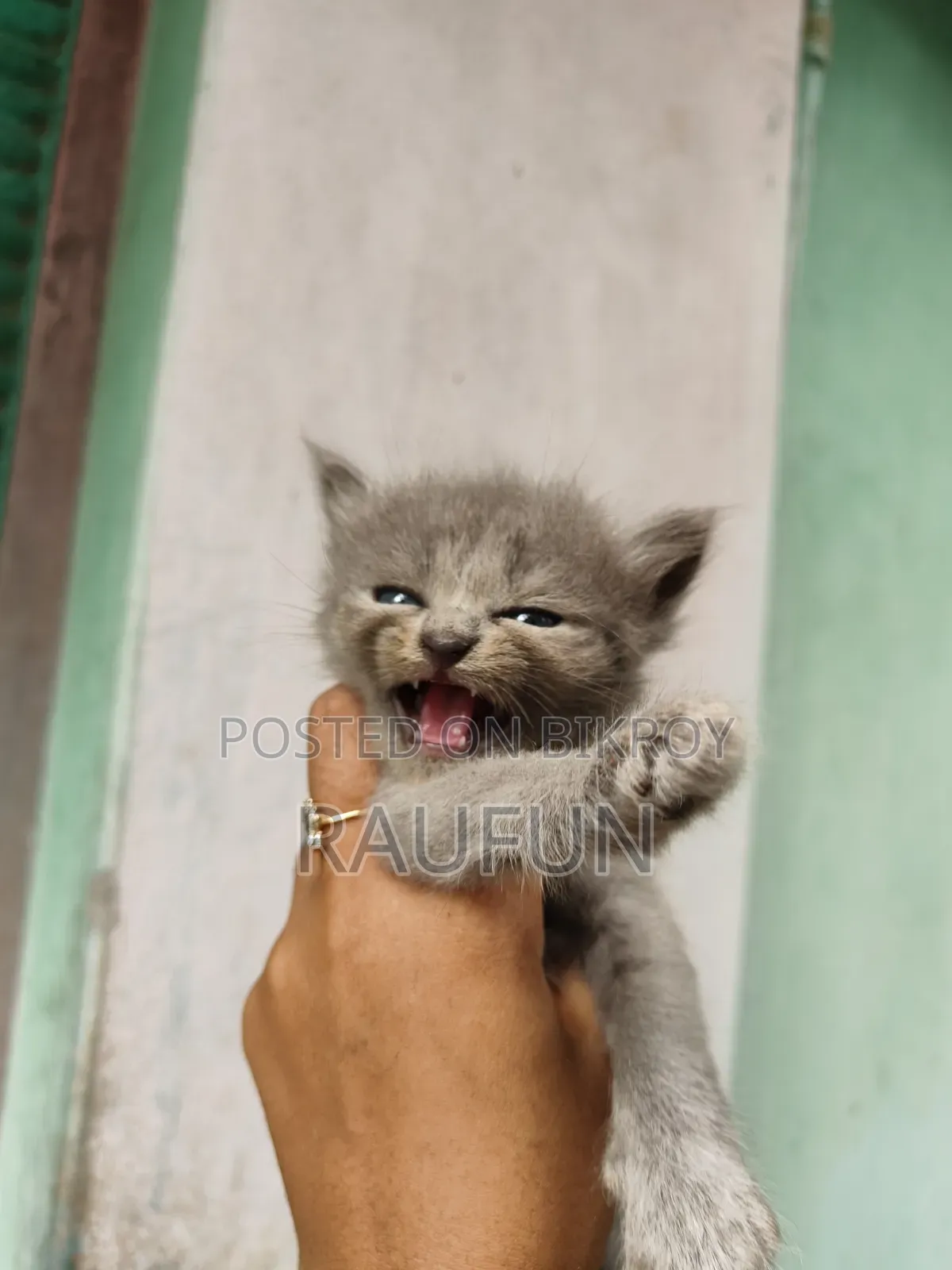 1-3 months Female Purebred Persian