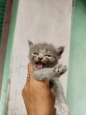 1-3 months Female Purebred Persian