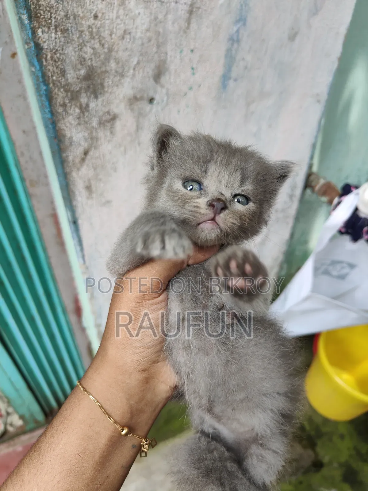 1-3 months Female Purebred Persian