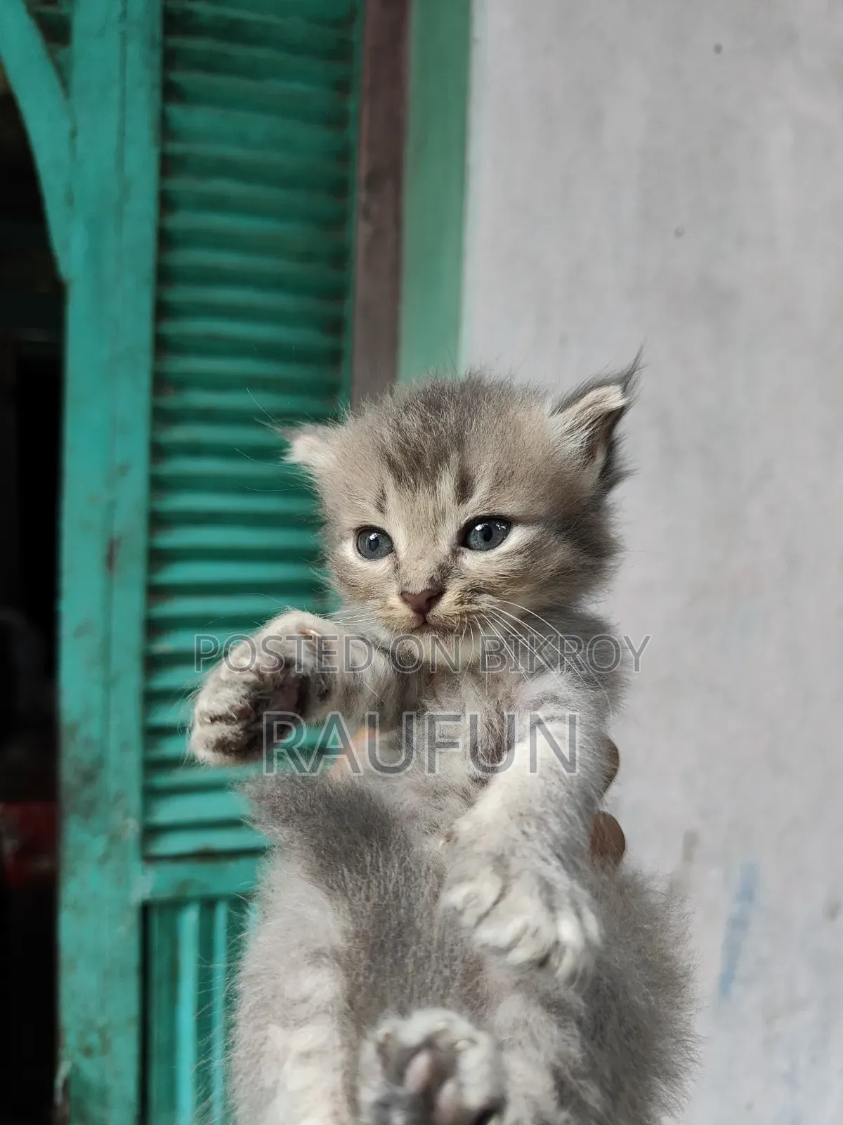 1-3 months Male Purebred Persian