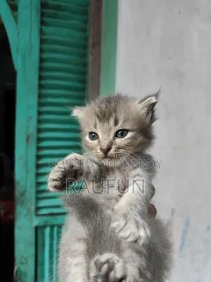 1-3 months Male Purebred Persian