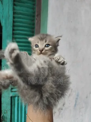 1-3 months Male Purebred Persian