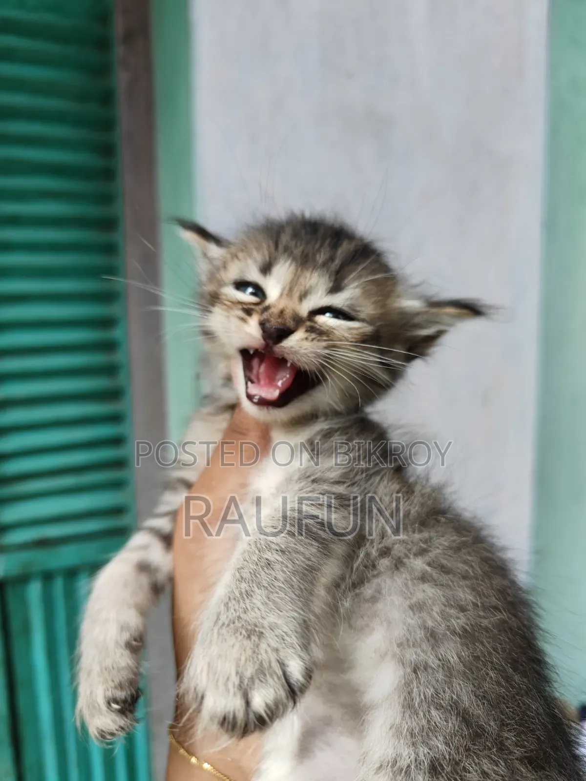 1-3 months Male Purebred Persian