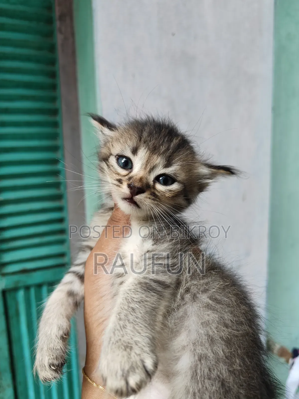 1-3 months Male Purebred Persian