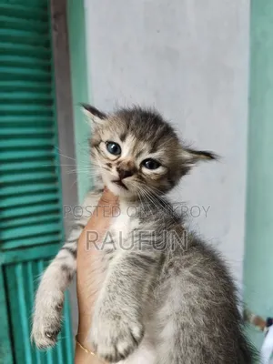 1-3 months Male Purebred Persian