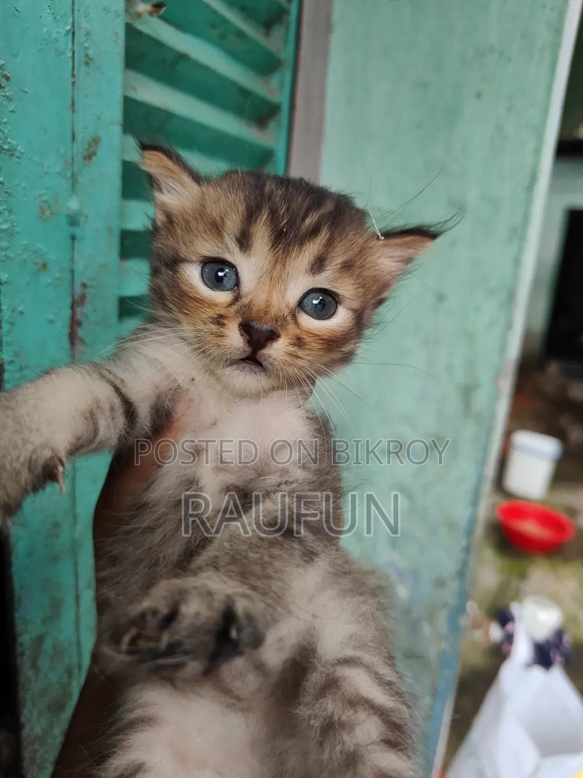 1-3 months Male Purebred Persian