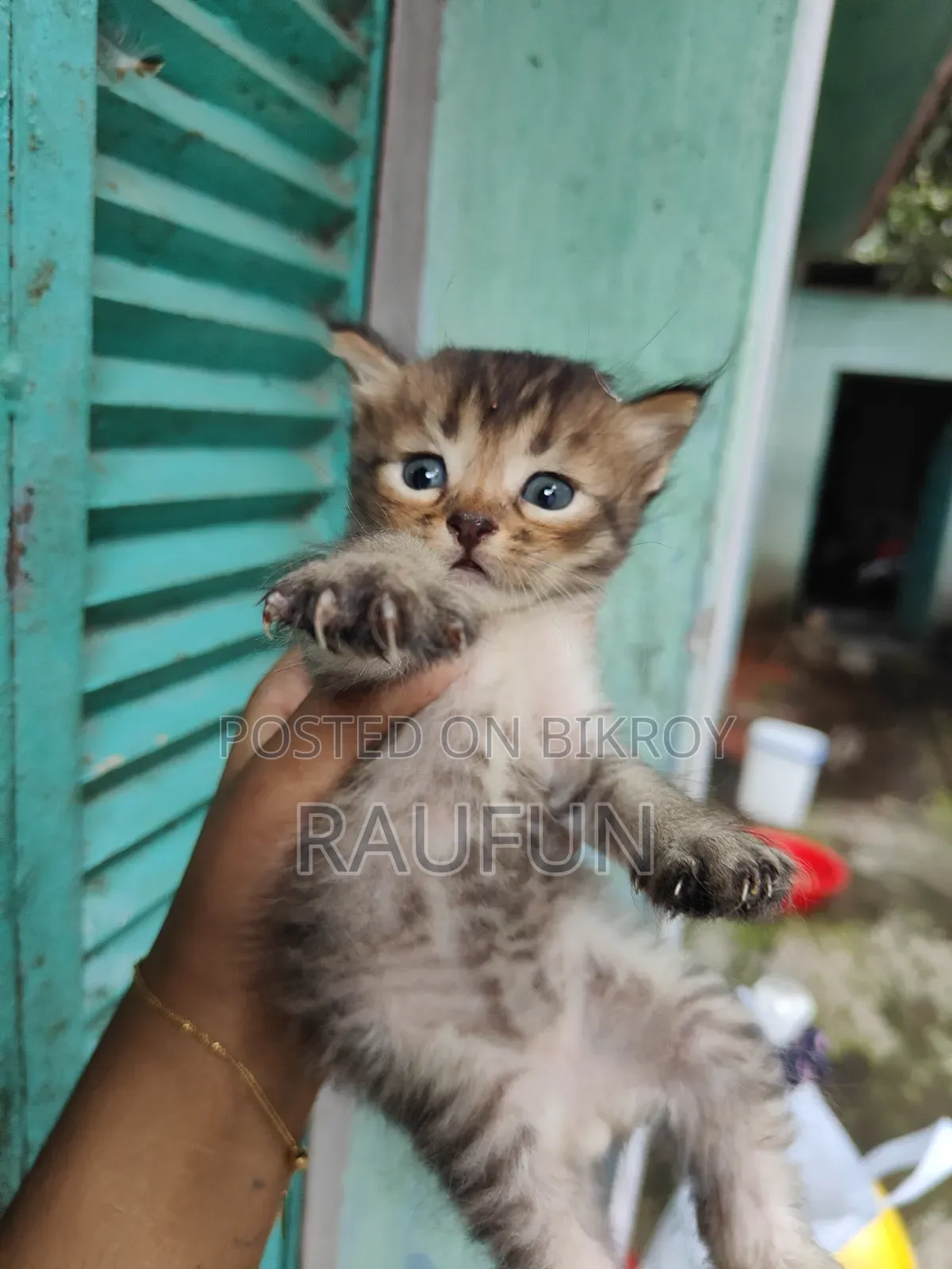 1-3 months Male Purebred Persian