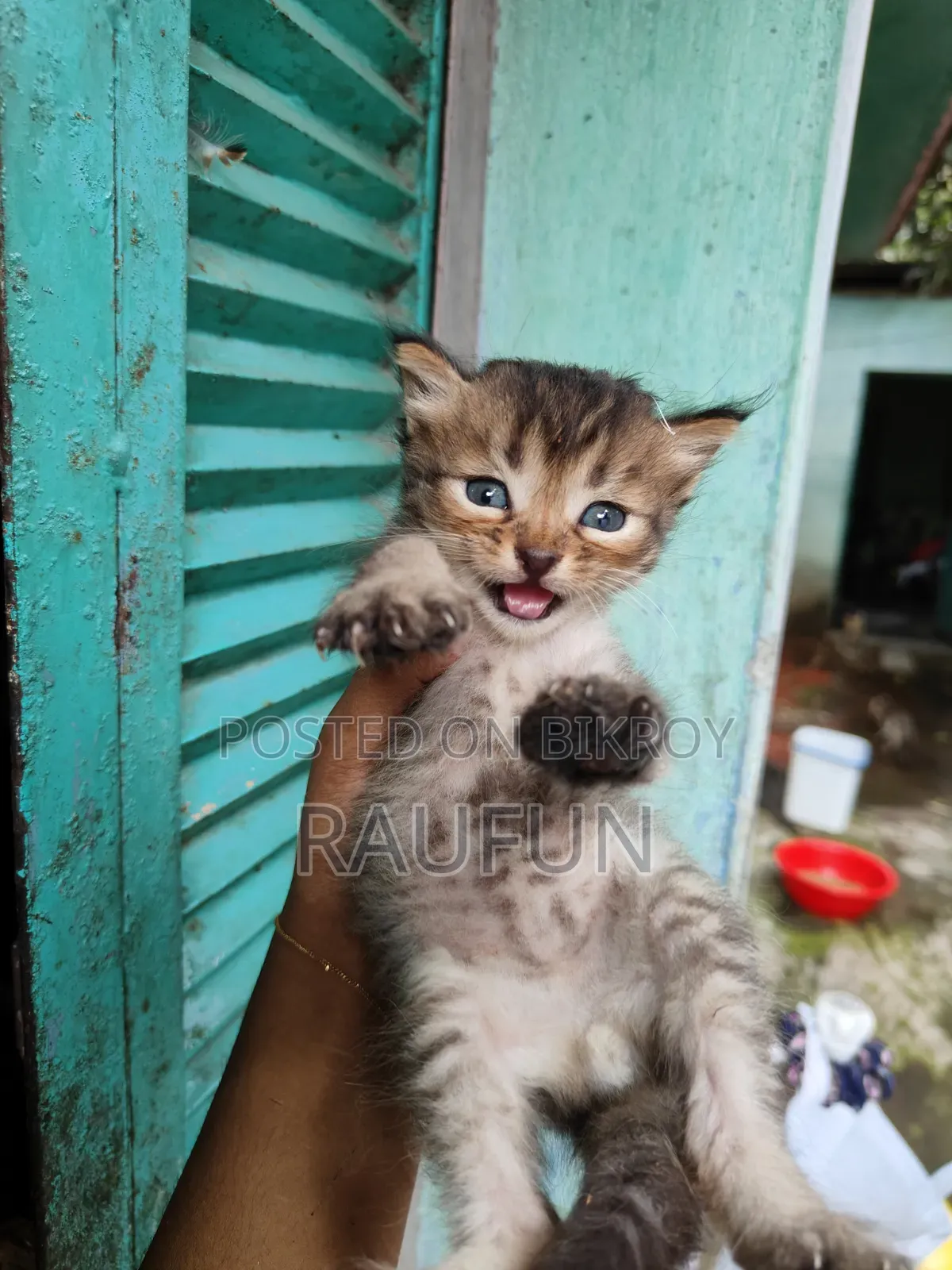 1-3 months Male Purebred Persian