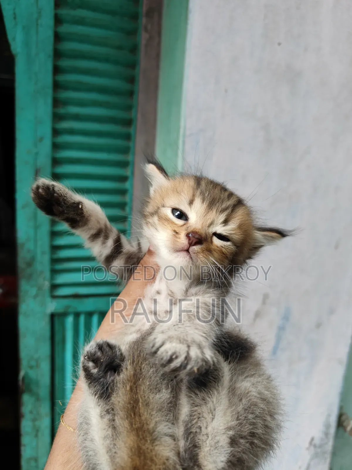 1-3 months Male Purebred Persian