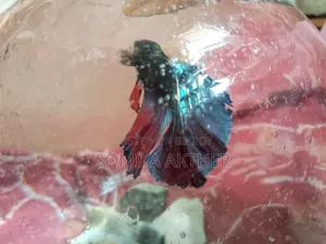 With Small Round Aquarium