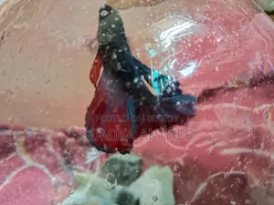 With Small Round Aquarium