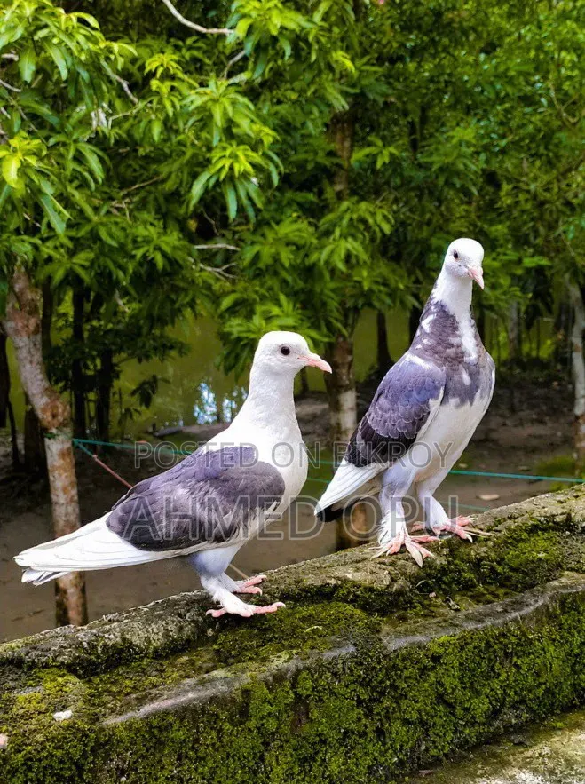 Kobutor Pakhi