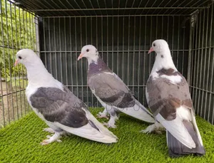Kobutor Pakhi