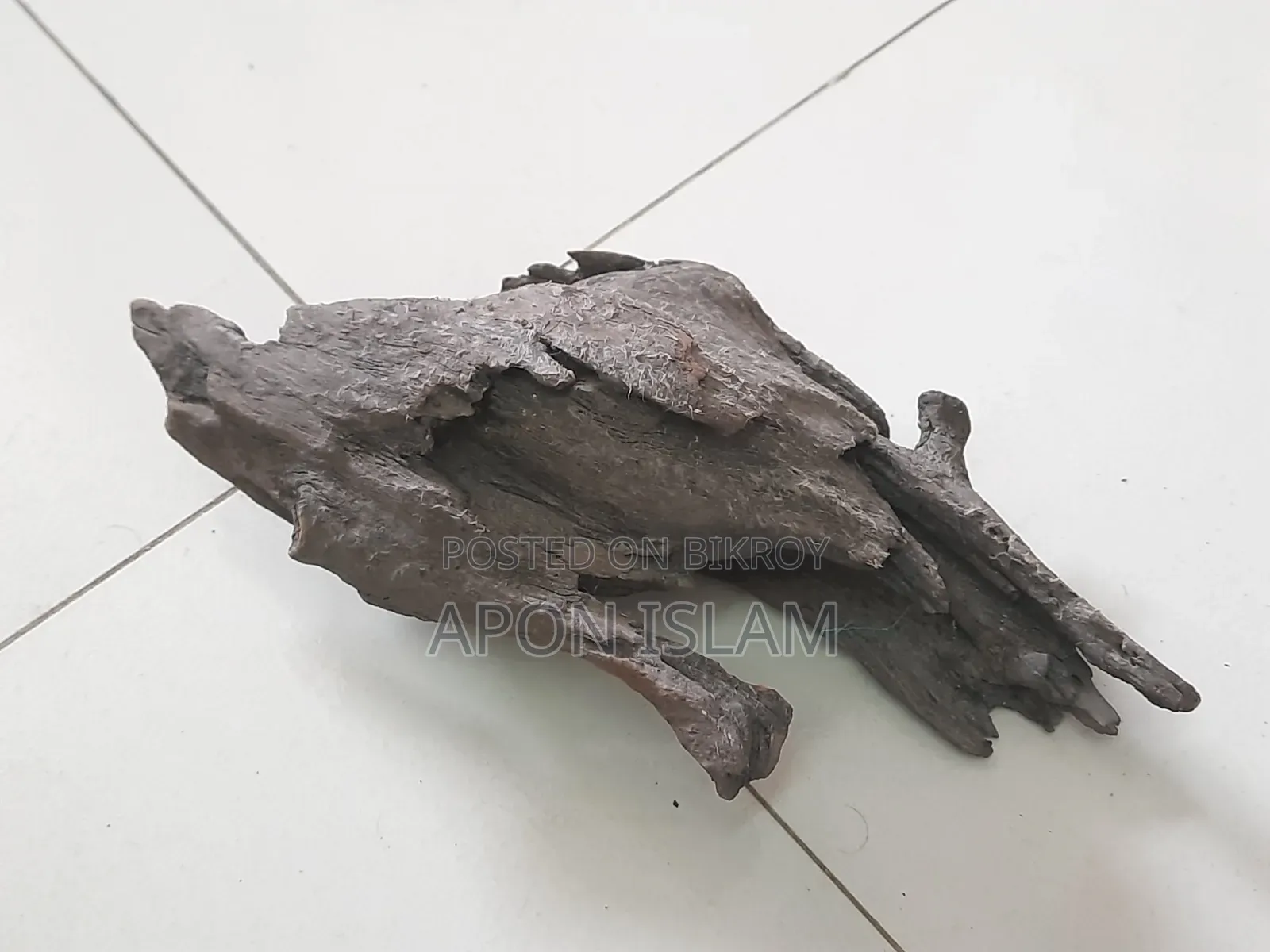 Bog-Wood বগ উট