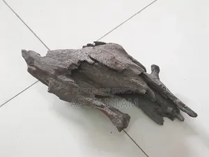 Bog-Wood বগ উট