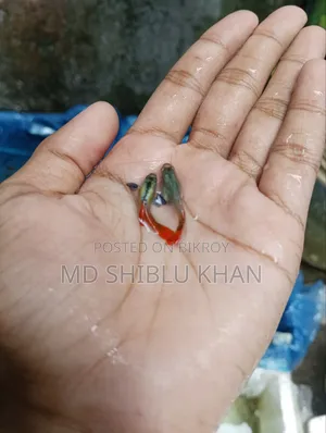 RTP & Dambo Musaic Guppy