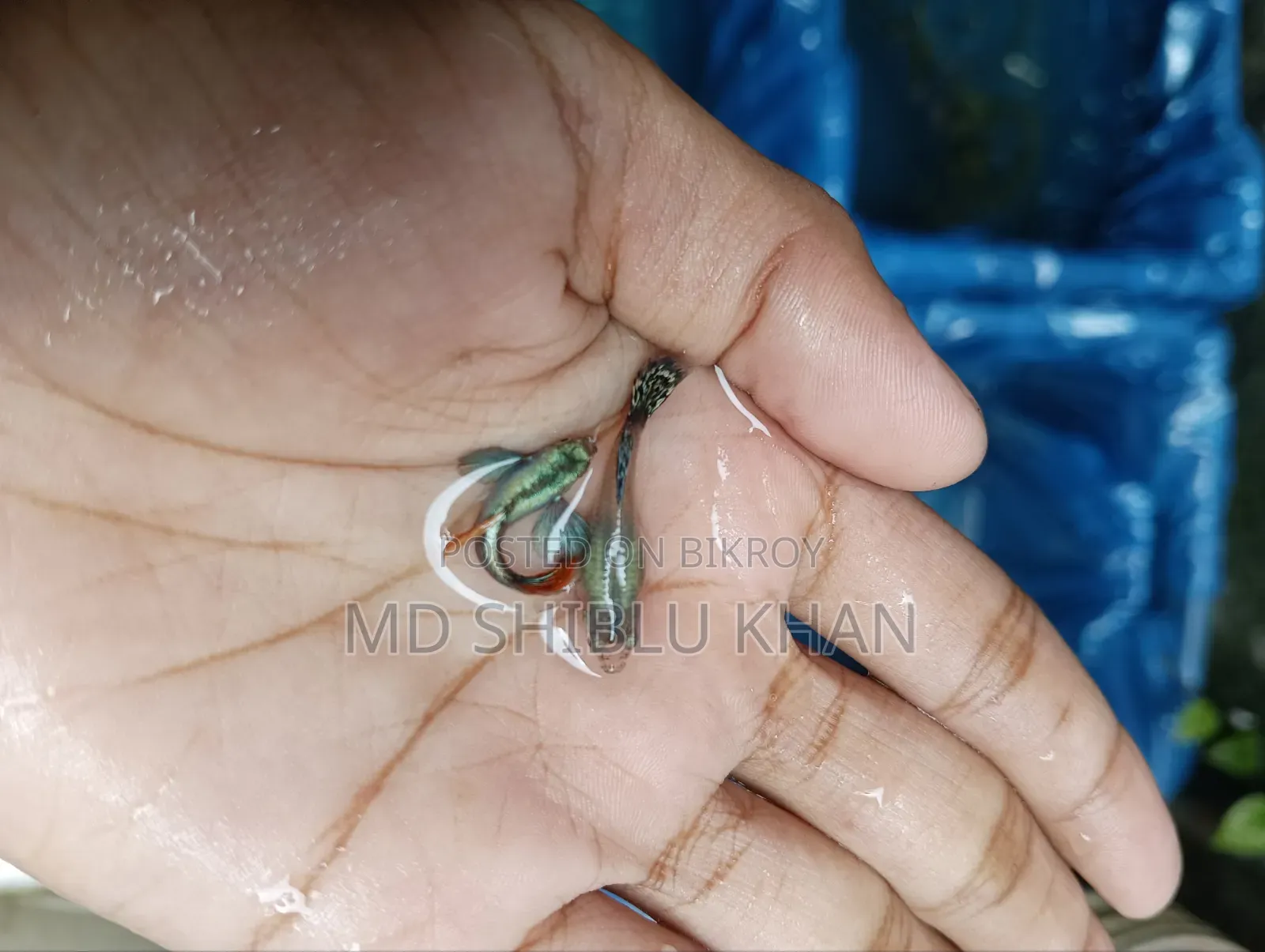 RTP & Dambo Musaic Guppy