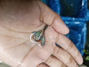 RTP & Dambo Musaic Guppy
